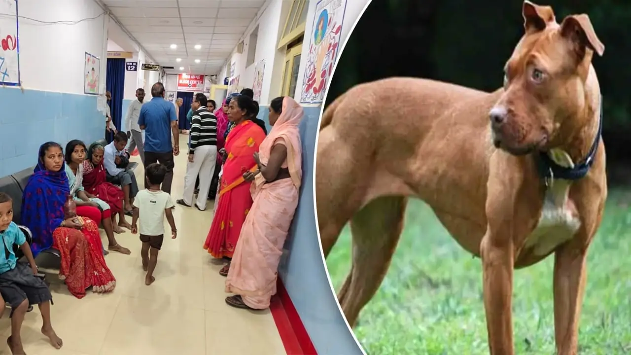 Panic Grips Chhattisgarh Villages After Pet Dog Rampage