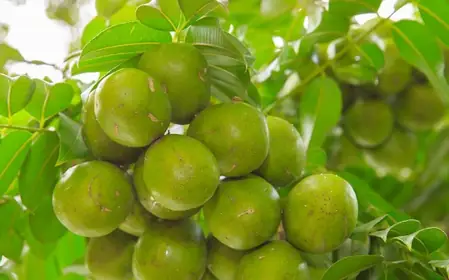 विटामिन