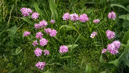 जटामांसी: