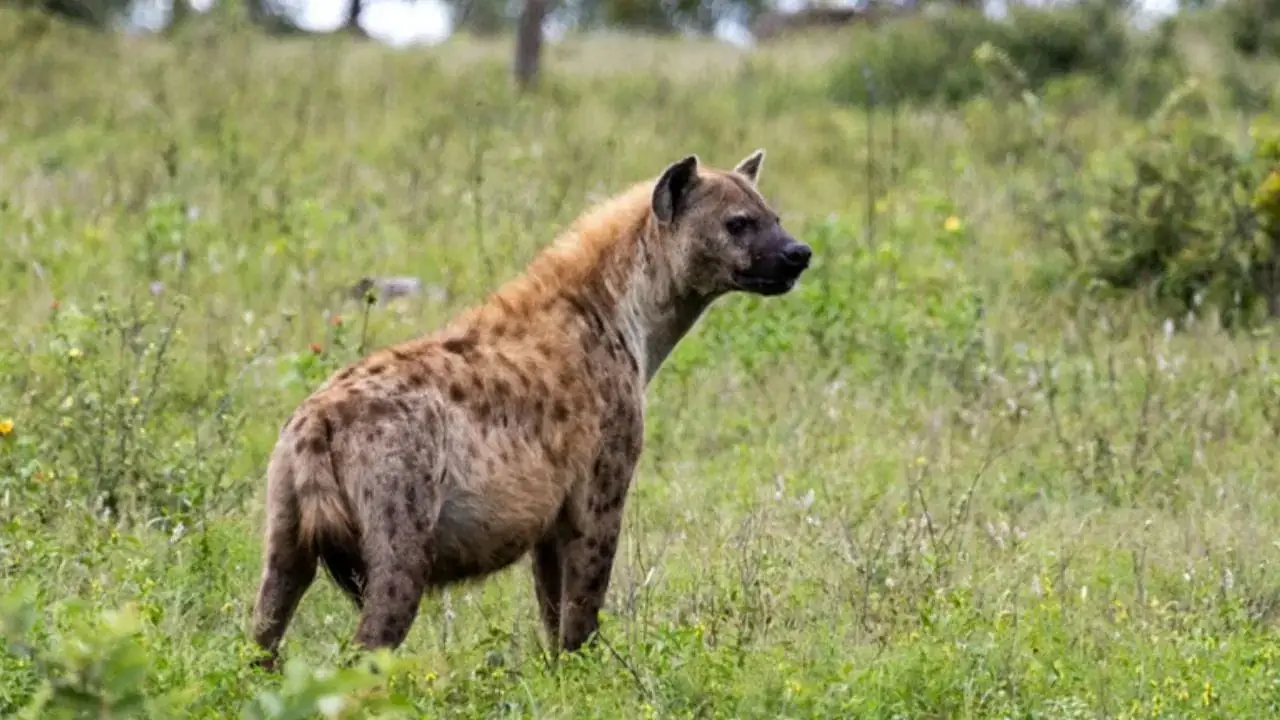 Ranchi School Hyena Rescue: Brave Teachers Prevent Tragedy
